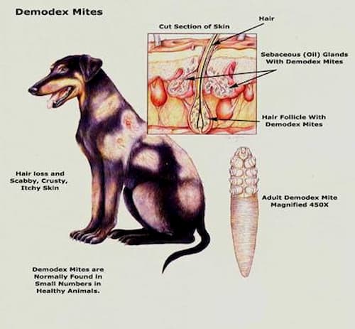 Hình ảnh demodex mites trên cơ thể chó