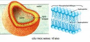 Công nghệ thẩm thấu vi nang