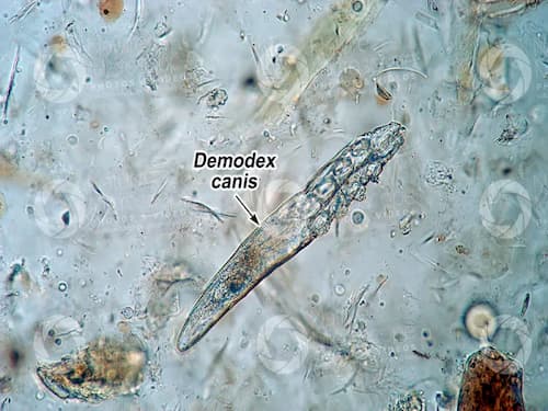 Demodex là một loại ký sinh trùng có kích thước nhỏ nhất