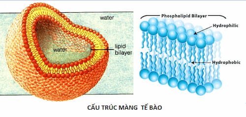 Cấu trúc màng tế bào dạng Phospholipid