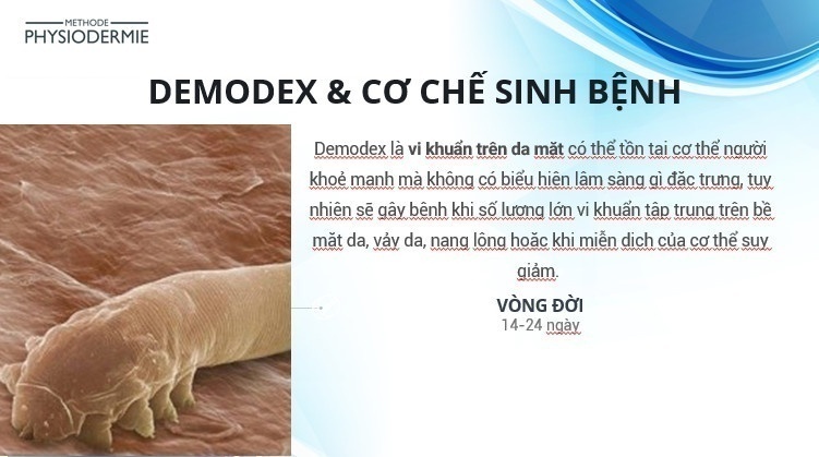 Tai biến da do Demodex - Điều trị & dự phòng tái phát