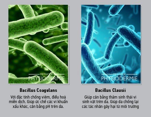 2-loi-khuan-pho-bien-tot-cho-da-Bacillus-Clausii;-Bacillus-Coagulans
